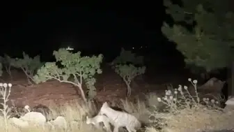 Halfeti yolunda şaşırtan sırtlan görüntüsü