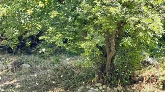 Şırnak'ta ağaçlardan yağan polenler köyü kışa çevirdi
