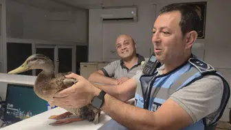 Karşıyaka trafiğini durduran ördek kurtarma operasyonu