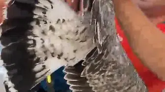 Alanya açıklarında misinaya dolanan martıyı balıkçılar kurtardı