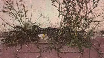Burdur’daki cami bahçesinde yılan paniği kısa sürdü