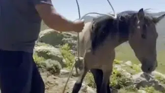 Emirdağ yaylalarındaki yılkı atlarına kaçak avcı tuzağı