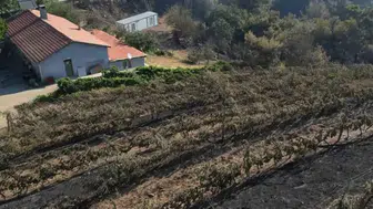 Gömeç'te büyük yangın felaketi 300 dönüm bağı yok etti