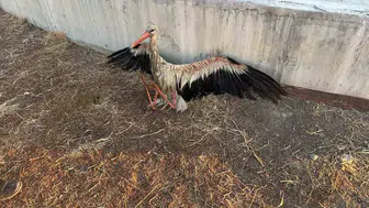 Konya'da atık su kanalına düşen leyleği itfaiye ekipleri kurtardı