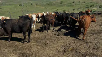 Bayburt'ta ithal sığırlar için sıkı sağlık taraması başladı