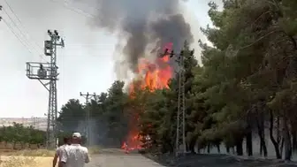 Nizip'te orman yangını kontrol altına alındı