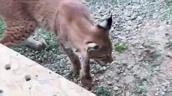 Edirne sınırında bagajda kaçak vahşi hayvan operasyonu