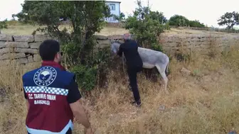 Bingöl yollarında tehlike saçan başıboş hayvanlara operasyon