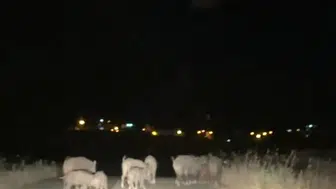 Gercüşlü çiftçinin domuz isyanı