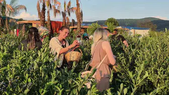 Düzce’de fındığa alternatif arayışı yaban mersini hasadıyla meyvesini verdi