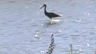 Çoruh Nehri kıyısında kara leyleğin avlanma taktikleri görüntülendi