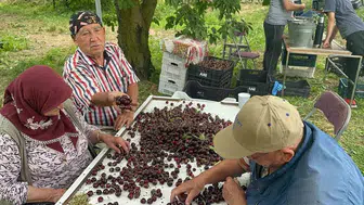 Sultandağı ve Akşehir kirazında rekor üretim ama kalite sorunu