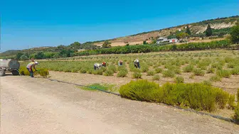Didim Belediyesi kendi ürünlerini üretip halka satıyor