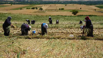Taşköprü sarımsağında hasat mesaisi kadınların omuzlarında yükseliyor