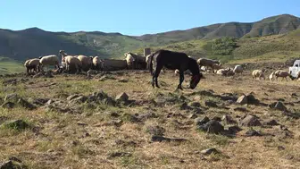 Tunceli'de yayla kirasına büyük müdahale