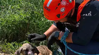 Siirt'te kuyuda mahsur kalan köpeğin imdadına AFAD yetişti