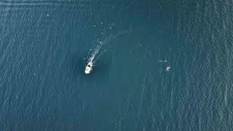 Marmara Denizi’nde balıkçıların yunus mesaisi