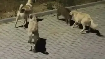 Kuşadası sokaklarında köpek sürüsü yavru domuza saldırdı