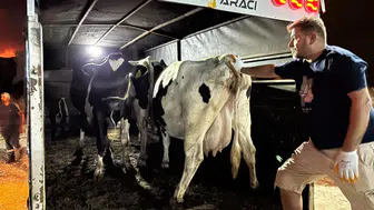 Çine'deki yangından kurtarılan hayvanlar güvenli bölgeye alındı