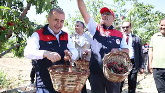 Elazığ’da kiraz bereketi Hasat başladı