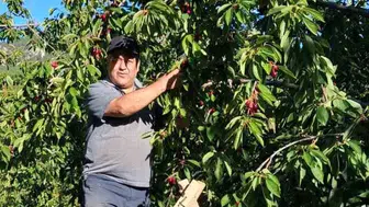 Balıkesir'de üreticinin kirazı dalında kaldı