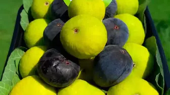 Aydın’ın meşhur inciri doğrudan bahçeden sofralara ulaşıyor
