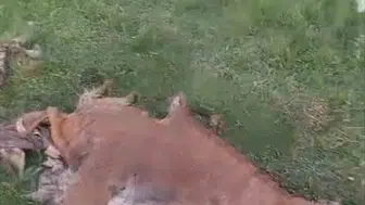 Gümüşhane yaylalarında ayı paniği Bir düve telef oldu