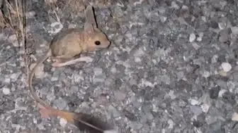 Elazığ kırsalında nadir görülen misafir