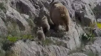 Ovacık dağlarında şanslı karşılaşma