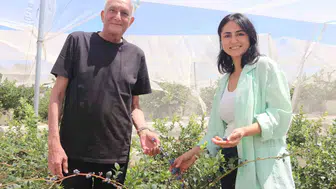 Beyaz yakalı hayattan Urla’da meyve çiftçiliğine geçiş yaptılar