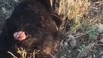 Seydişehir'de başıboş köpekler sürüsünden kopan keçiyi parçaladı