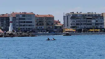 Tekirdağ açıklarında yunuslarla keyifli karşılaşma