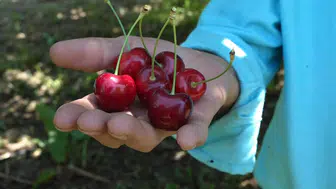 Sultandağı kirazında bolluk var ama üreticinin yüzü gülmüyor