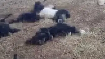 Bitlis'te yaylayı vuran yıldırım üreticiyi zarara uğrattı