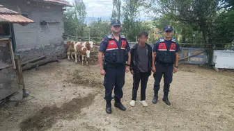 Yozgatlı çiftçinin kayıp hayvanlarını jandarma ekipleri kısa sürede buldu