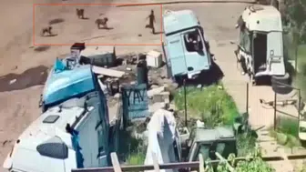 Şırnak Silopi’de köpek saldırısı kamerada
