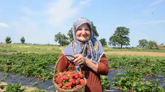 Bilecikli çiftçi hobi bahçesini dev çilek tarlasına dönüştürdü
