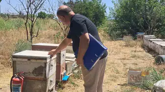 Aydınlı arıcılar için kovan sayımı başladı
