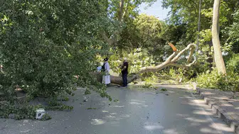 Florya’da asırlık ağaç park halindeki otomobili hurdaya çevirdi