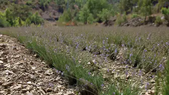 Alanya'da atıl arazi lavanta tarlasına dönüştü