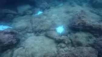 Antalya falezlerinde onlarca ölü vatoz bulundu