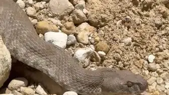 Tunceli'de bahçesine yılan giren vatandaş sakinliğini korudu