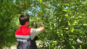 Rize bahçelerindeki istilacı böceklere karşı Samuray Arıları göreve başladı