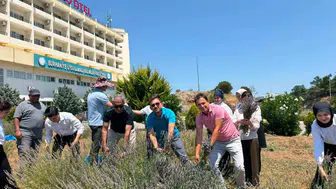 Burhaniye’de öğrenciler lavanta hasadıyla tarımı yerinde öğreniyor