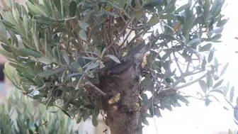 Hatay'da dondurma keyfi arı operasyonuna dönüştü
