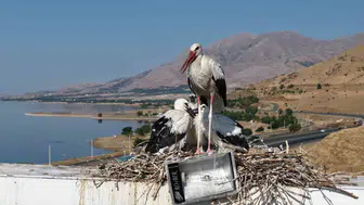 Elazığ’da misafir leylekler uzun yolculuk öncesi kanat çırpmaya başladı