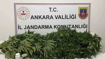 Haymana’da kenevir operasyonu