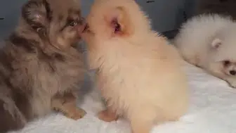 Kapıkule sınırında gizli bölmede 5 yavru köpek yakalandı