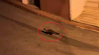 Samsun sokaklarında gece mesaisi yapan sansarlar
