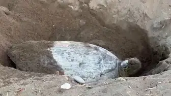 Akdeniz’de Caretta Caretta’ların yumurtlama mesaisi iki hafta rötar yaptı